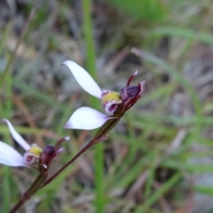 Eriochilus cucullatus (Parson's Bands) at Mongarlowe, NSW - 13 Mar 2019 by JanetRussell