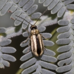 Monolepta froggatti (Leaf beetle) at Queanbeyan East, NSW - 13 Mar 2019 by AlisonMilton