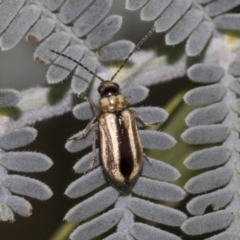 Monolepta froggatti (Leaf beetle) at Queanbeyan East, NSW - 12 Mar 2019 by AlisonMilton
