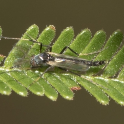 Chironomidae (family) (Non-biting Midge) at Queanbeyan East, NSW - 13 Mar 2019 by AlisonMilton