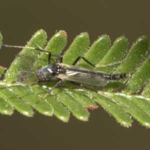 Chironomidae (family) at Queanbeyan East, NSW - 13 Mar 2019