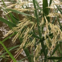 Phragmites australis (Common Reed) at Lake Burley Griffin West - 17 Mar 2019 by JaneR