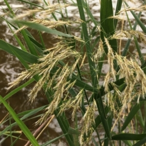 Phragmites australis at Hackett, ACT - 17 Mar 2019 06:27 PM