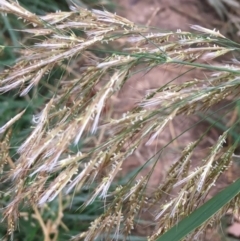 Phragmites australis at Hackett, ACT - 17 Mar 2019 06:27 PM