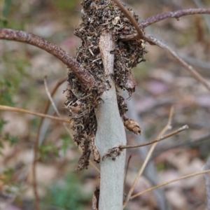 Papyrius nitidus at Deakin, ACT - suppressed