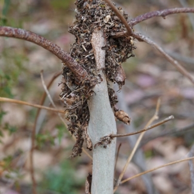 Papyrius nitidus (Shining Coconut Ant) at Deakin, ACT - 17 Mar 2019 by JackyF