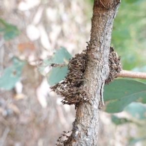 Papyrius nitidus at Deakin, ACT - suppressed