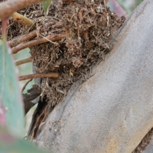 Papyrius nitidus at Deakin, ACT - suppressed