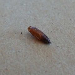 Ectropis (genus) at Hughes, ACT - 6 May 2019 01:05 PM