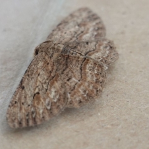 Ectropis (genus) at Hughes, ACT - 6 May 2019 01:05 PM