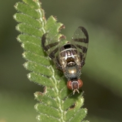 Rivellia sp. (genus) (Signal fly) at Queanbeyan River - 12 Mar 2019 by AlisonMilton