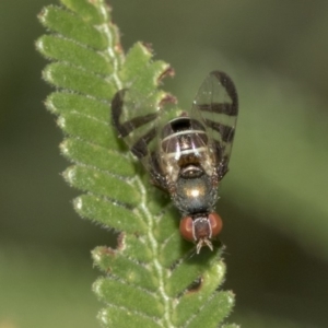 Rivellia sp. (genus) at Queanbeyan East, NSW - 13 Mar 2019