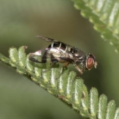 Rivellia sp. (genus) at Queanbeyan East, NSW - 13 Mar 2019