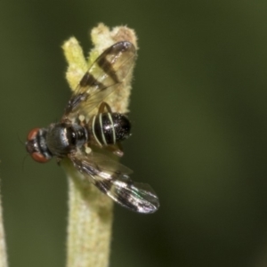 Rivellia sp. (genus) at Queanbeyan East, NSW - 13 Mar 2019 10:16 AM