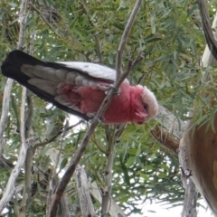 Eolophus roseicapilla (Galah) at Red Hill to Yarralumla Creek - 17 Mar 2019 by JackyF