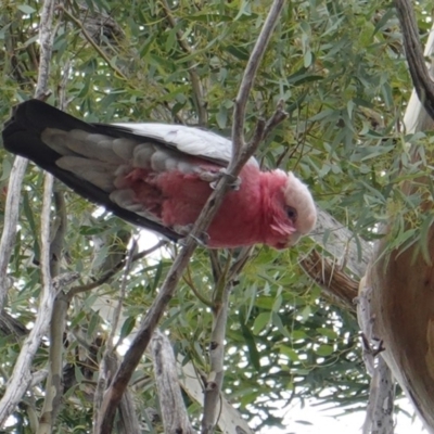 Eolophus roseicapilla (Galah) at Red Hill to Yarralumla Creek - 17 Mar 2019 by JackyF