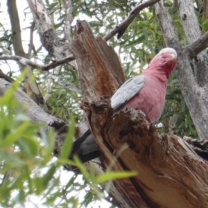 Eolophus roseicapilla at Hughes, ACT - 17 Mar 2019 05:19 PM