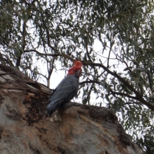 Callocephalon fimbriatum at Deakin, ACT - 17 Mar 2019