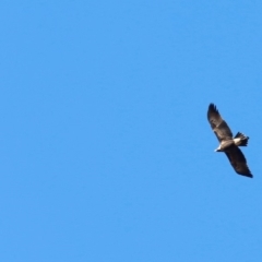 Aquila audax (Wedge-tailed Eagle) at Rendezvous Creek, ACT - 15 Mar 2019 by JimL