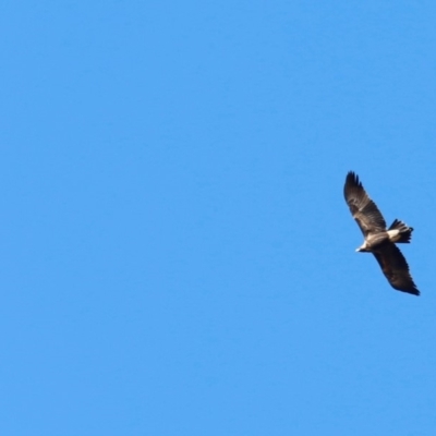 Aquila audax (Wedge-tailed Eagle) at Rendezvous Creek, ACT - 15 Mar 2019 by JimL