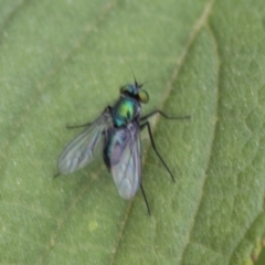 Austrosciapus sp. (genus) (Long-legged fly) at Queanbeyan River - 12 Mar 2019 by AlisonMilton
