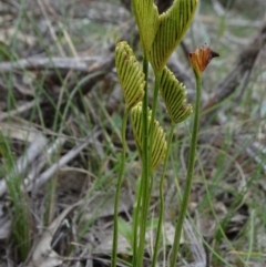 Schizaea bifida (Forked Comb Fern) at Mongarlowe, NSW - 13 Mar 2019 by JanetRussell