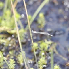 Austrolestes sp. (genus) (Ringtail damselfy) at Rendezvous Creek, ACT - 16 Mar 2019 by JimL