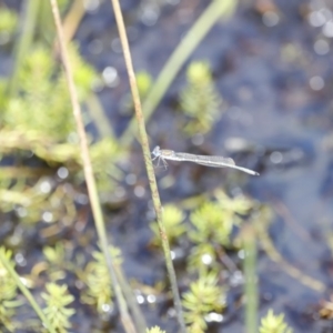 Austrolestes sp. (genus) at Rendezvous Creek, ACT - 16 Mar 2019