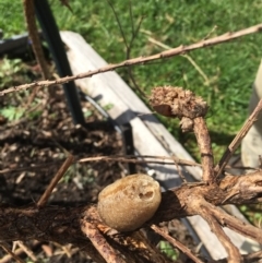 Unverified Insect at Kioloa, NSW - 16 Mar 2019 by Marg