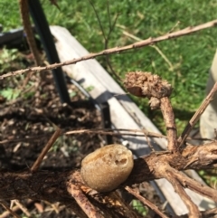 Unidentified Insect at Kioloa, NSW - 15 Mar 2019 by Marg