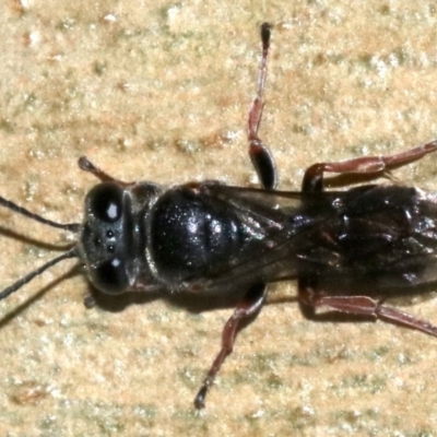 Crabronidae (family) (Sand wasp) at Rosedale, NSW - 15 Mar 2019 by jbromilow50