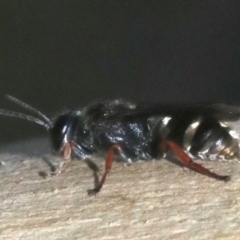 Crabronidae (family) at Rosedale, NSW - 15 Mar 2019