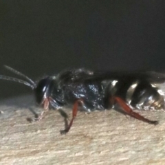 Crabronidae (family) at Rosedale, NSW - 15 Mar 2019 05:03 PM