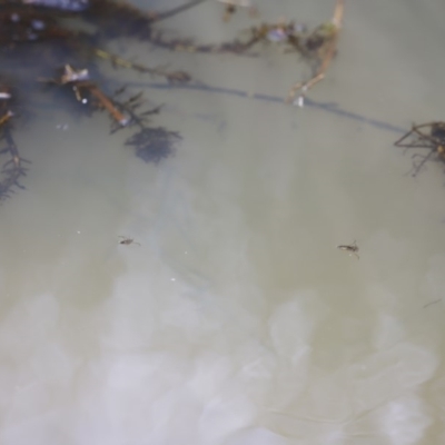 Notonectidae (family) (Backswimmer) at Namadgi National Park - 16 Mar 2019 by JimL