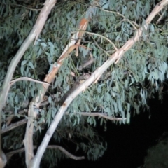 Petaurus notatus (Krefft’s Glider, Sugar Glider) at Namadgi National Park - 9 Mar 2019 by Cricket