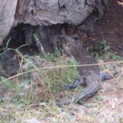 Egernia cunninghami (Cunningham's Skink) at Rendezvous Creek, ACT - 10 Mar 2019 by JimL