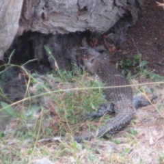 Egernia cunninghami (Cunningham's Skink) at Namadgi National Park - 10 Mar 2019 by Cricket