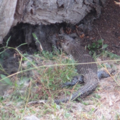 Egernia cunninghami (Cunningham's Skink) at Rendezvous Creek, ACT - 10 Mar 2019 by JimL