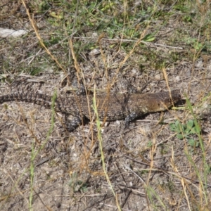 Egernia cunninghami at Rendezvous Creek, ACT - 10 Mar 2019 11:40 AM