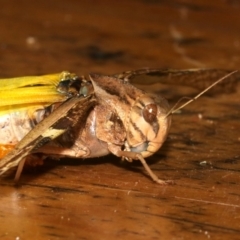 Gastrimargus musicus (Yellow-winged Locust or Grasshopper) at Rosedale, NSW - 15 Mar 2019 by jbromilow50