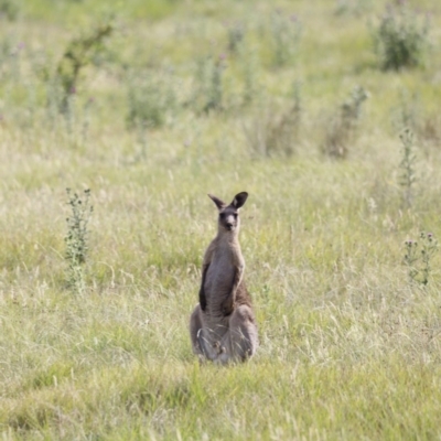 Macropus giganteus (Eastern Grey Kangaroo) at Rendezvous Creek, ACT - 19 Jan 2019 by Cricket