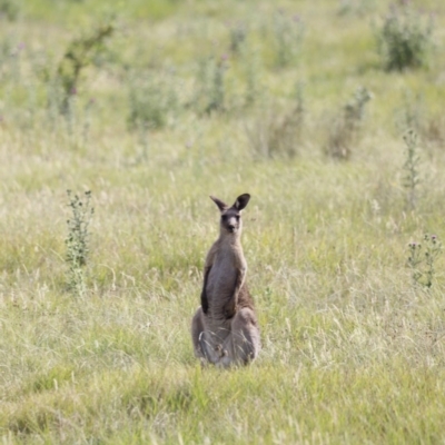 Macropus giganteus (Eastern Grey Kangaroo) at Rendezvous Creek, ACT - 20 Jan 2019 by JimL