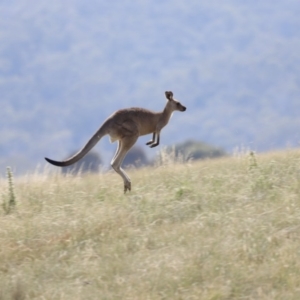 Macropus giganteus at Rendezvous Creek, ACT - 20 Jan 2019