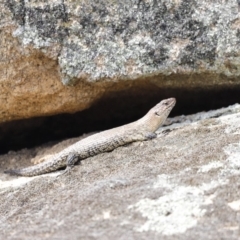 Egernia cunninghami (Cunningham's Skink) at Rendezvous Creek, ACT - 19 Jan 2019 by Cricket