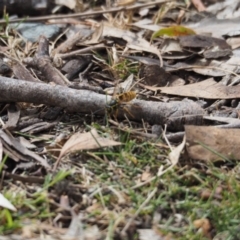 Vespula germanica (European wasp) at Namadgi National Park - 16 Mar 2019 by Matthewl