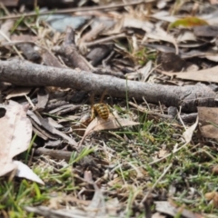 Vespula germanica at Tennent, ACT - 16 Mar 2019 12:37 PM