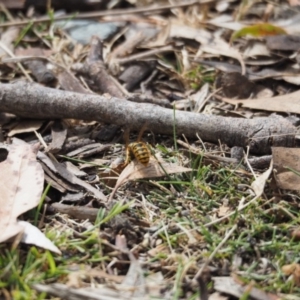 Vespula germanica at Tennent, ACT - 16 Mar 2019 12:37 PM