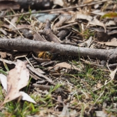 Vespula germanica at Tennent, ACT - 16 Mar 2019 12:37 PM