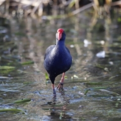 Porphyrio melanotus (Australasian Swamphen) at Belconnen, ACT - 16 Feb 2019 by JimL