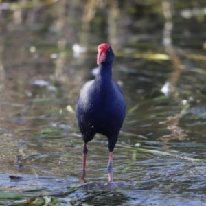 Porphyrio melanotus at Belconnen, ACT - 16 Feb 2019